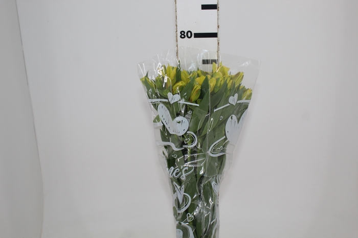 <h4>ALSTROEMERIA SUNNY LADY 080 CM</h4>