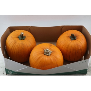 Sier Cuc P Halloween X3