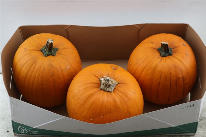 <h4>Sier Cuc P Halloween X3</h4>