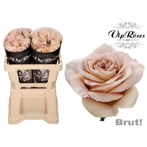 R GR BRUT!