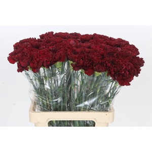 Dianthus St Junko