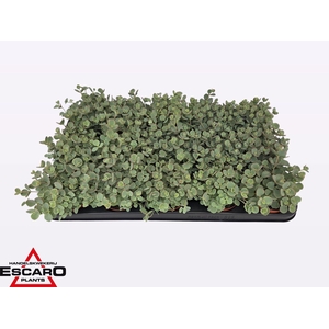 Sedum sieboldii