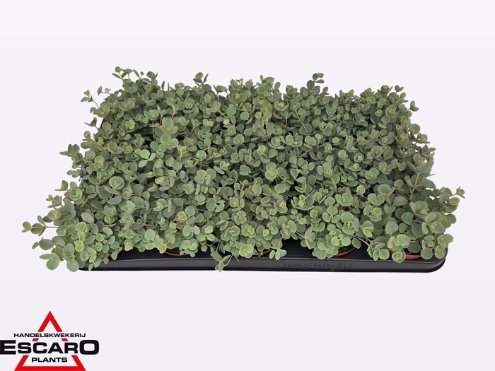 <h4>Sedum sieboldii</h4>