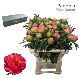 Paeonia 'Coral Sunset' Big Box 80