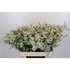 Chamelaucium Dancing Queen White