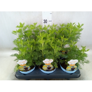 Artemisia abrotanum