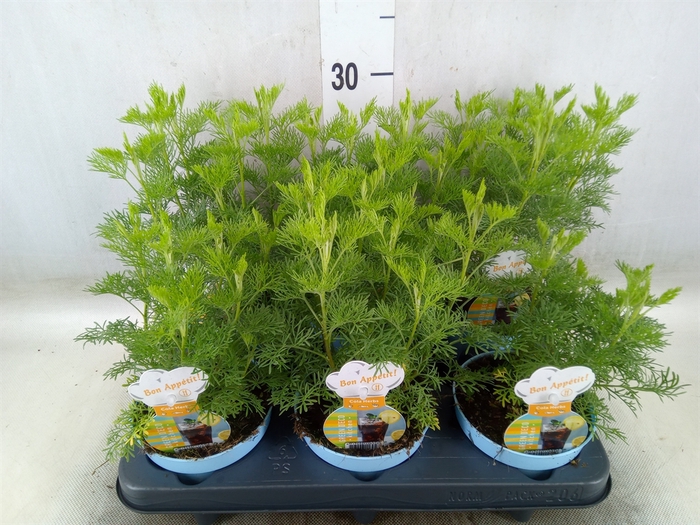 <h4>Artemisia abrotanum</h4>