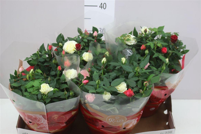 <h4>Rosa Favourite Carnaval Schaal</h4>