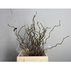 CORYLUS AV CONTORTA 1 JARIG