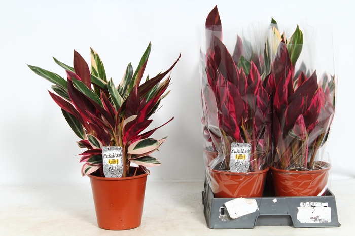 <h4>STROM SA TRIOSTAR</h4>