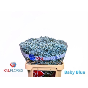 Gyps Klb H% Blauw