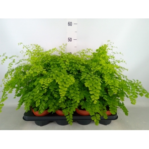 Adiantum raddi. 'Fragrans'