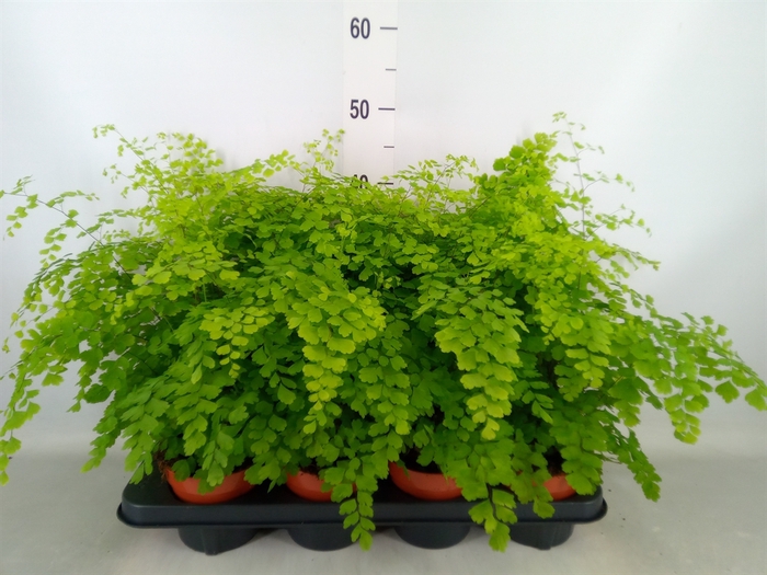 <h4>Adiantum raddi. 'Fragrans'</h4>