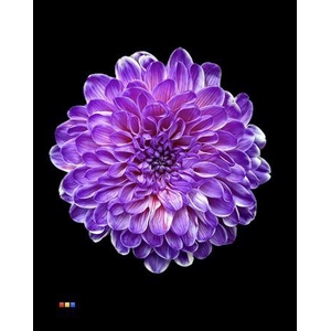 Chr T Altaj Expression