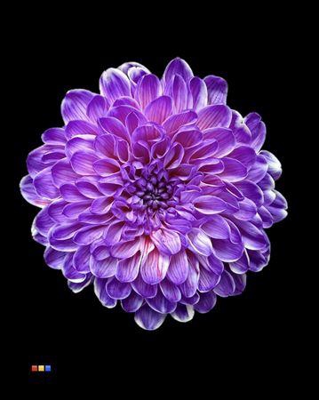 Chr T Altaj Expression