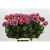 Dahlia Caitlin's Joy