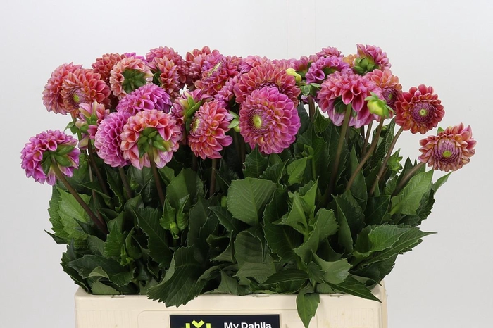 <h4>Dahlia Caitlin's Joy</h4>