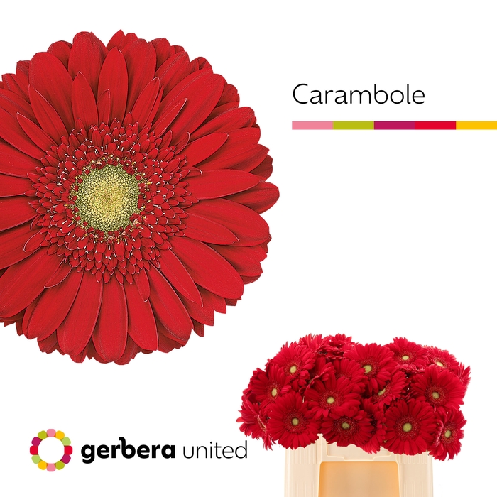 <h4>Gerbera carambole</h4>