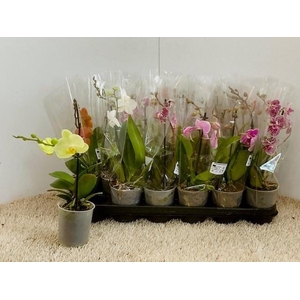 PHAL OV