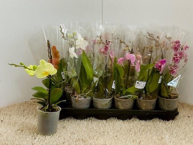 <h4>PHAL OV</h4>