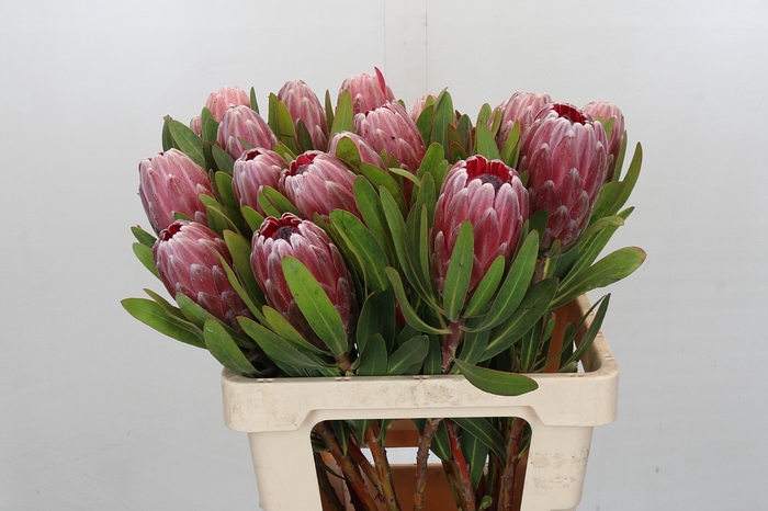 <h4>Protea Pink Ice</h4>