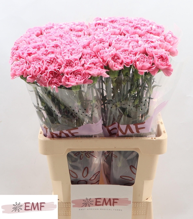 <h4>DI ST MONTEZUMA</h4>