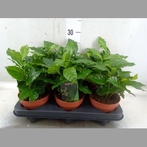 Coffea arabica