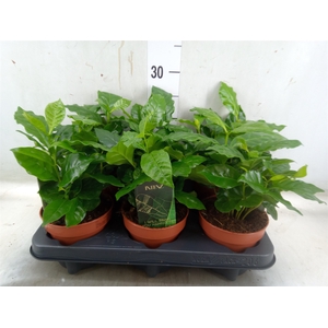 Coffea arabica