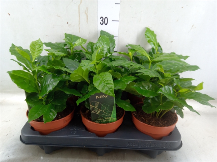 <h4>Coffea arabica</h4>