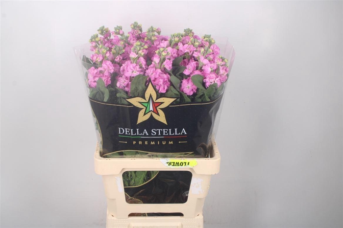 <h4>MATTH IRON * PREMIUM* PINK</h4>