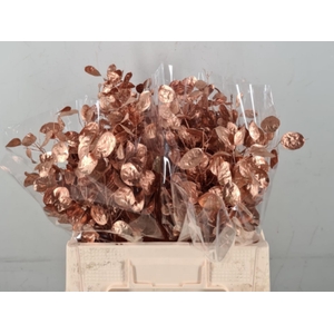DF Lunaria Bs Copper