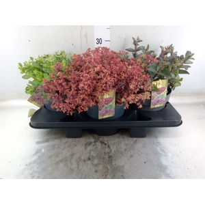 Sedum   ...