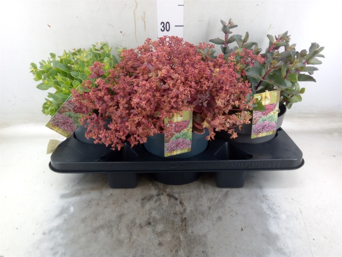 <h4>Sedum   ...</h4>