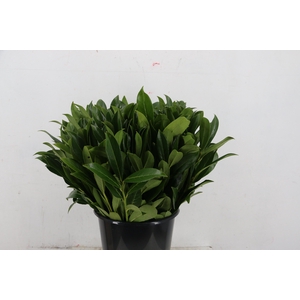 LAURIERBLAD 055/060CM