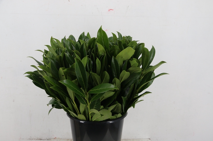 <h4>LAURIERBLAD 055/060CM</h4>