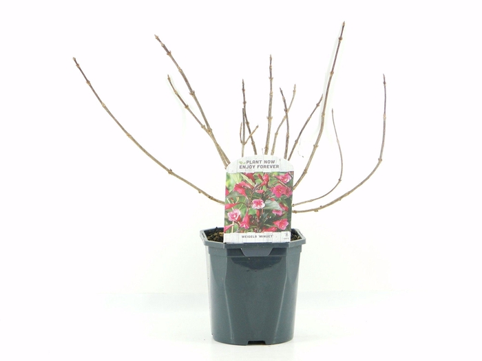 <h4>Weigela Minuet</h4>