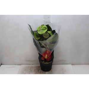 ANTH GREEN KING P17 PREMIUM