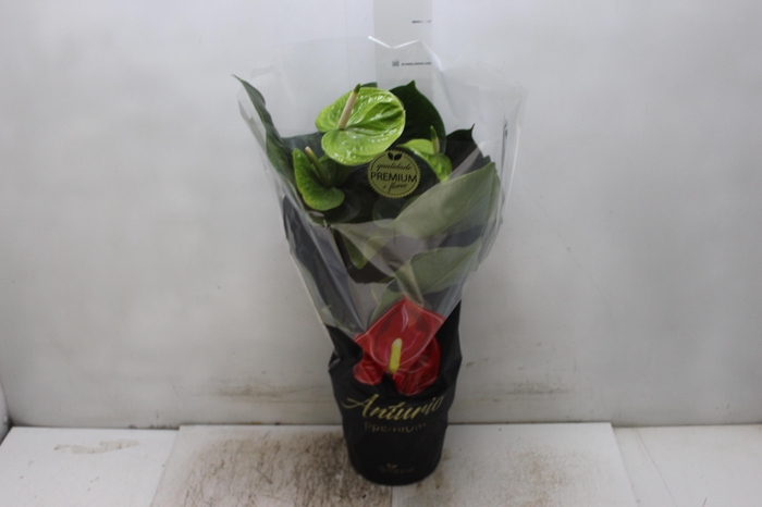 <h4>ANTH GREEN KING P17 PREMIUM</h4>