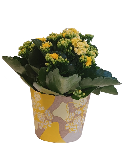 <h4>Kalan Gev Geel Smartcup Yellow</h4>