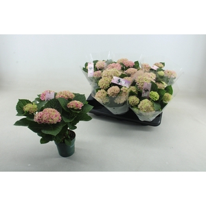 HYDR M MAG REVOLUTION ROSA X6