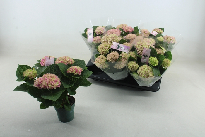 <h4>HYDR M MAG REVOLUTION ROSA X6</h4>