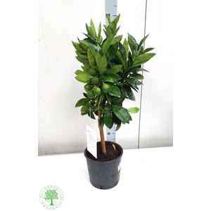 CITR SINENSIS