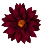 Dahlia red-01