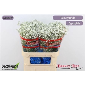 Gyps Pa Beauty Bride