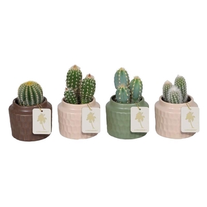 CACTACEAE p6 L 67511