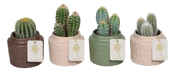 <h4>CACTACEAE p6</h4>