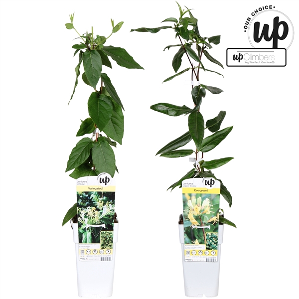 <h4>Lonicera Our Choice mix tray P15</h4>