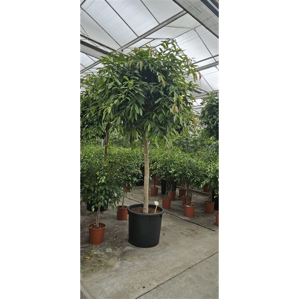 <h4>Ficus Amstel King</h4>
