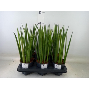 Sansevieria cyl.  ...