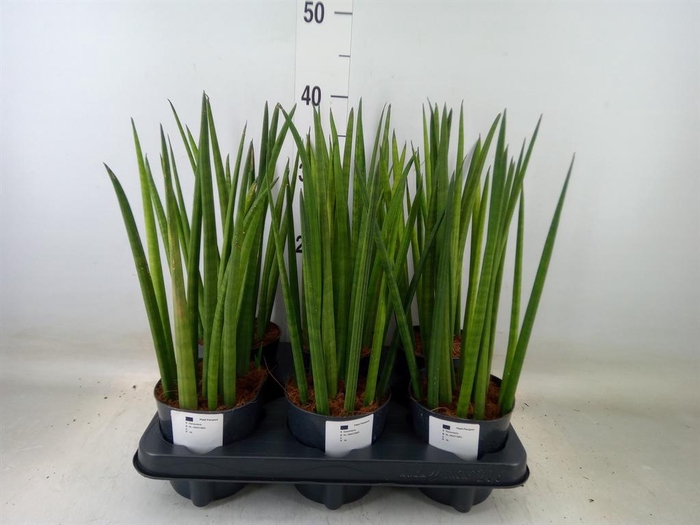 <h4>Sansevieria cyl.  ...</h4>